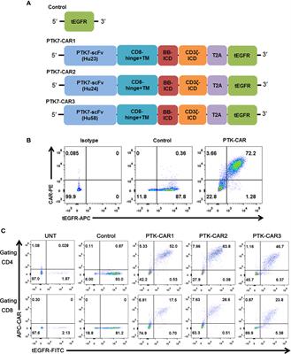 PTK7-Targeting CAR T-Cells for the Treatment of Lung Cancer and Other Malignancies